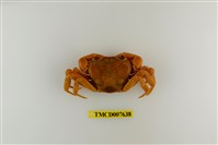 藏品(拉氏清溪蟹)的圖片